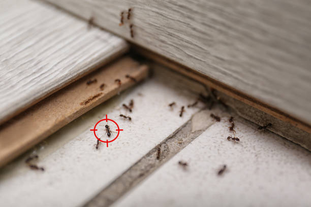 Wildlife Control Services in Flanders, NY