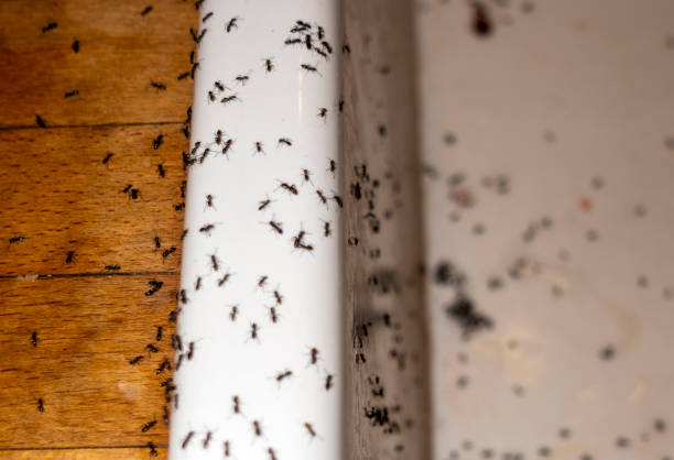 Best Pest Prevention Services  in Flanders, NY