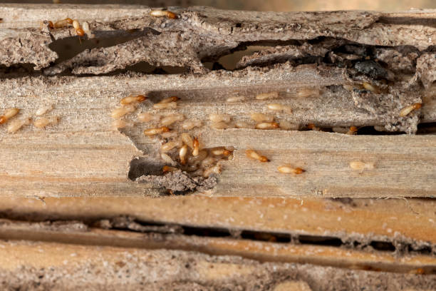 Best Affordable Pest Control Services  in Flanders, NY